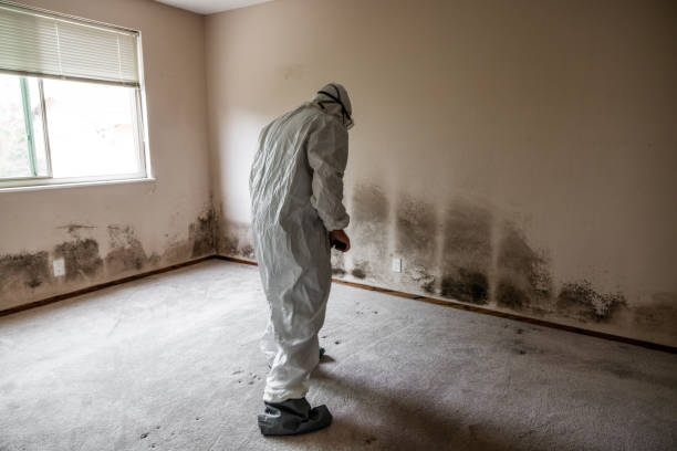 Attic Mold Removal in Flagler Estates, FL