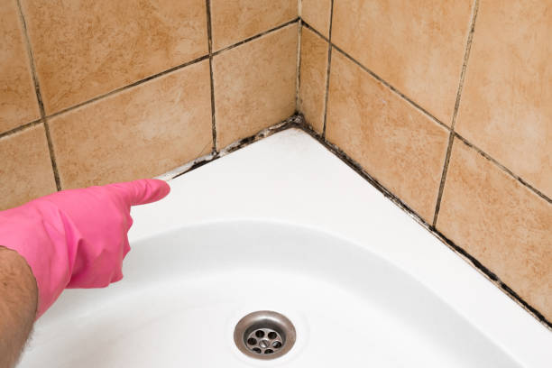 Best Black Mold Removal  in Agler Estates, FL